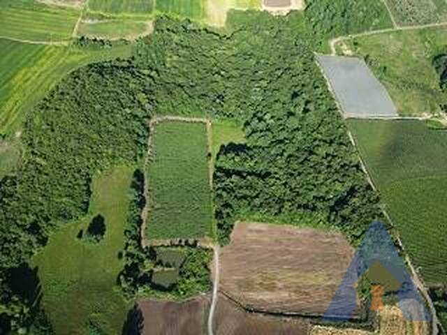 #314 - Chácara para Venda em Flores da Cunha - RS - 1