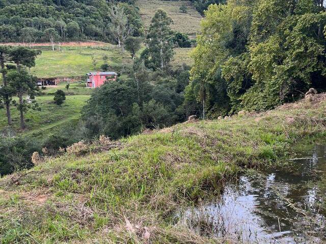 #422 - Chácara para Venda em Flores da Cunha - RS - 3
