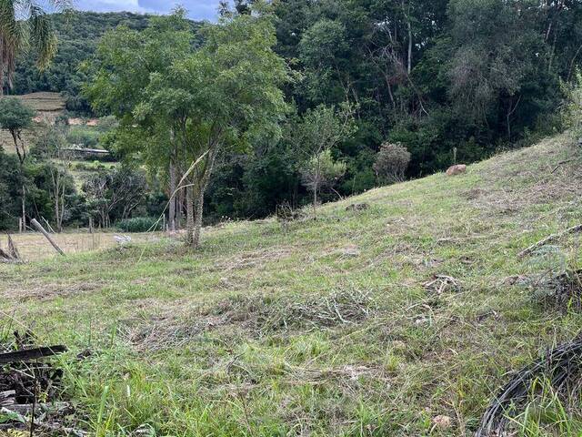 Chácara para Venda em Flores da Cunha - 4