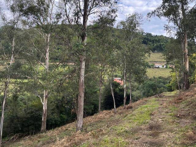 Chácara para Venda em Flores da Cunha - 5