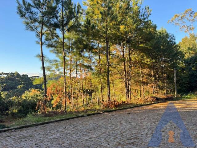#424 - Terreno para Venda em Flores da Cunha - RS - 3
