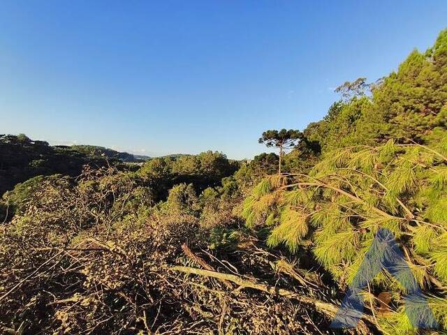 #424 - Terreno para Venda em Flores da Cunha - RS - 2