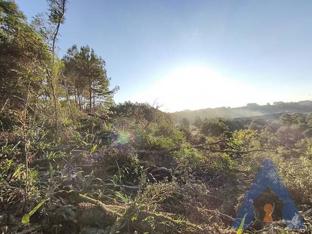 #424 - Terreno para Venda em Flores da Cunha - RS - 1