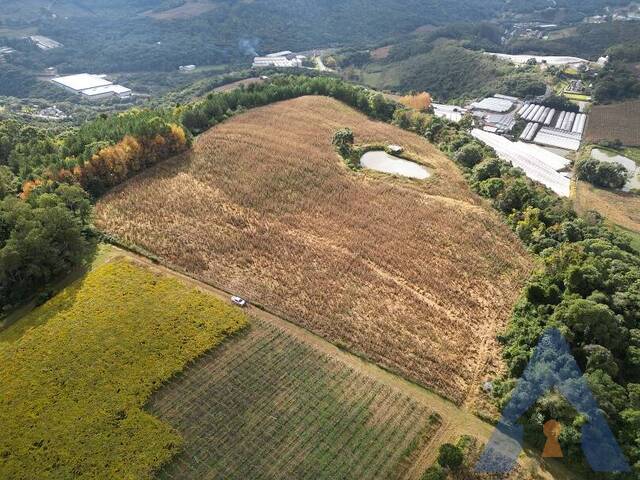 Chácara para Venda em Flores da Cunha - 5