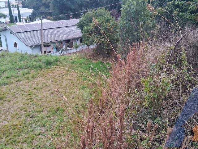 Terreno para Venda em Flores da Cunha - 4