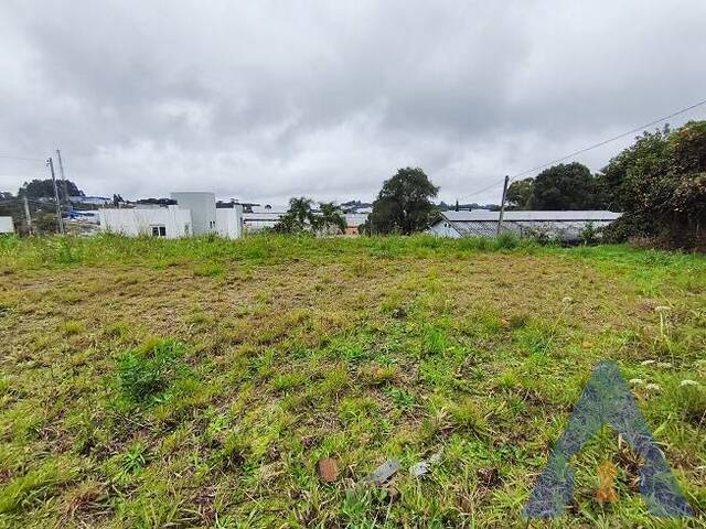 Terreno para Venda em Flores da Cunha - 4