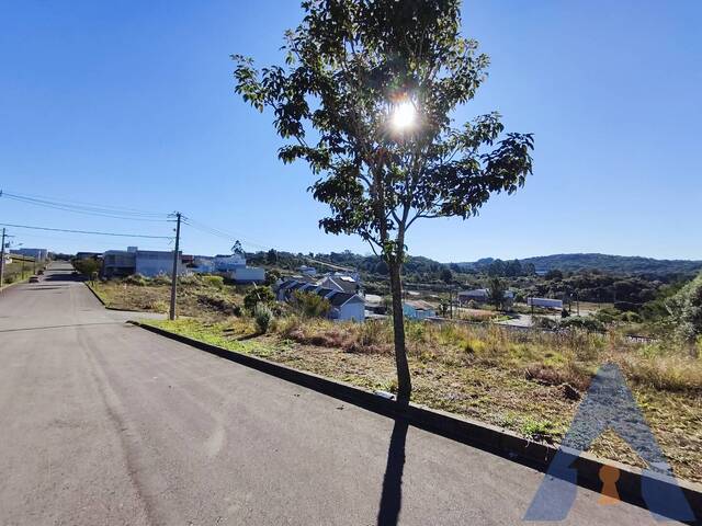 #467 - Terreno para Venda em Flores da Cunha - RS - 2
