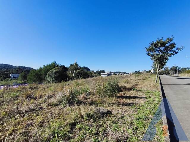 #467 - Terreno para Venda em Flores da Cunha - RS - 3