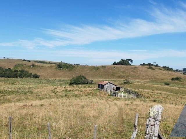 Chácara para Venda em Caxias do Sul - 4
