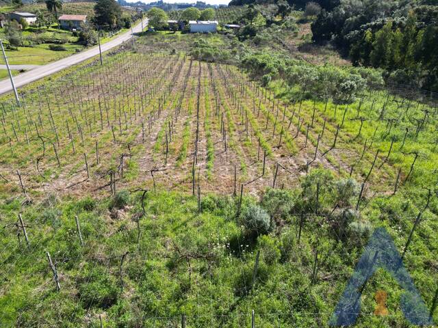 Chácara para Venda em Flores da Cunha - 5