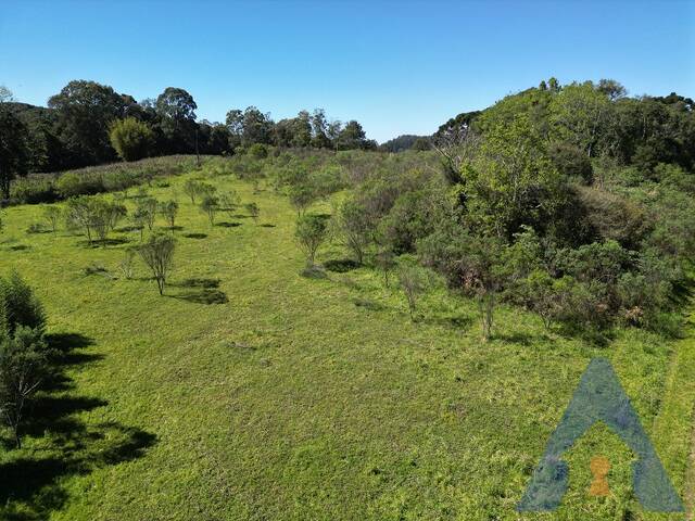 Chácara para Venda em Caxias do Sul - 5
