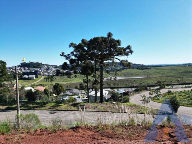 Terreno para Venda em Flores da Cunha - 4