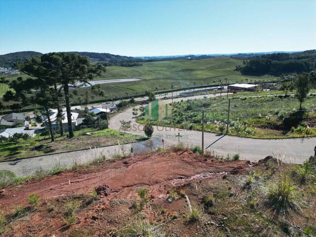 #336 - Terreno para Venda em Flores da Cunha - RS - 3
