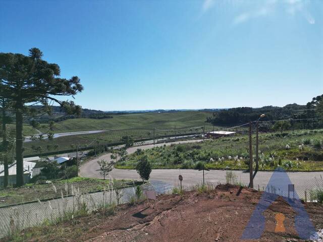 Terreno para Venda em Flores da Cunha - 5